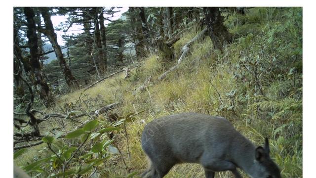 文旅观察者：4月10日，“苍山综合科学考