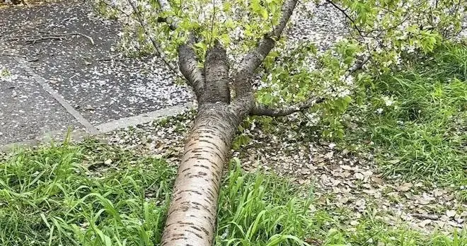 20年树龄樱花树不堪“重妇”被压倒，赔偿只是态度，处罚才是责任