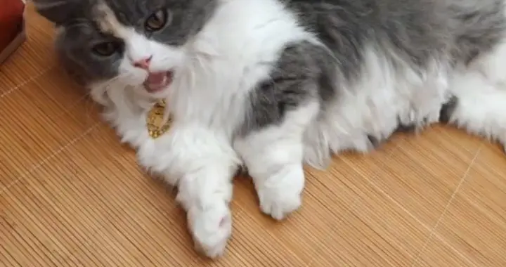 家里的猫咪🐈成精了🤣