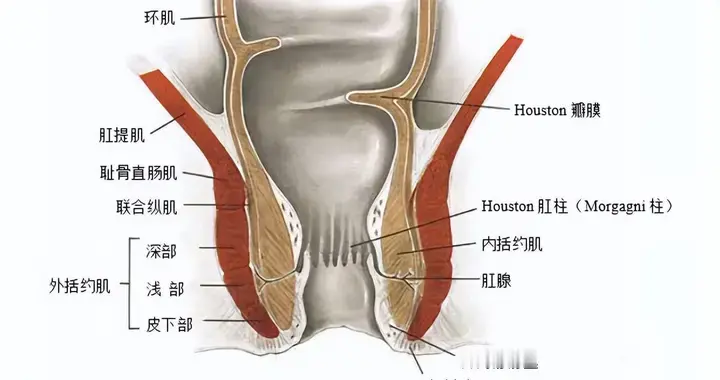 哑铃型、蹄铁型肛周脓肿，肛管前后深浅间隙解剖示意图