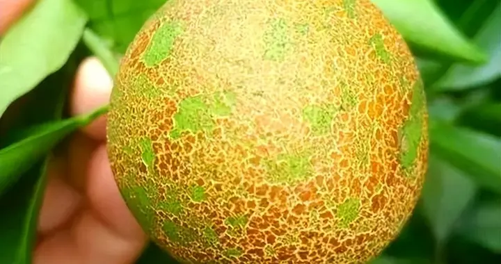 柑橘砂皮病（树脂病）防治：从症状识别到用药