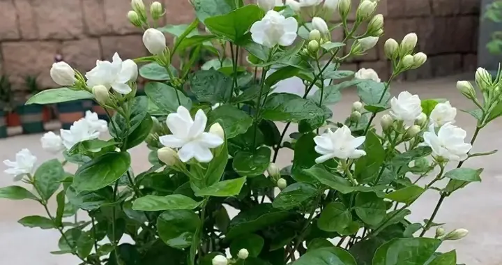 这10种“晒不死的花”，40度高温不用躲，越热反而开得越疯