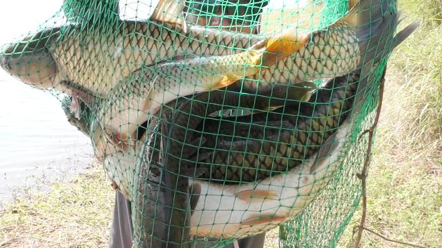 野钓几款经典窝料推荐，便宜易得效果好，对象鱼很广谱
