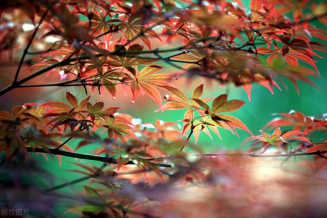 初夏时节的枫叶雨滴在上面好美
