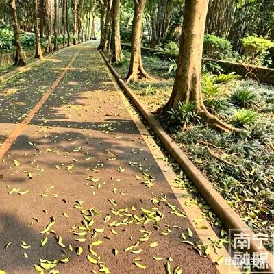 蘇蘇视角：别只知道秋天落叶！南宁春日竟藏