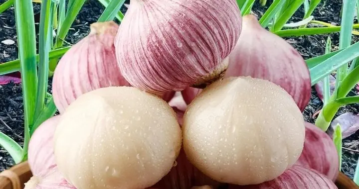 俗语“寡妇不种蒜，种蒜独头空”真的有这么神奇吗？有道理吗？