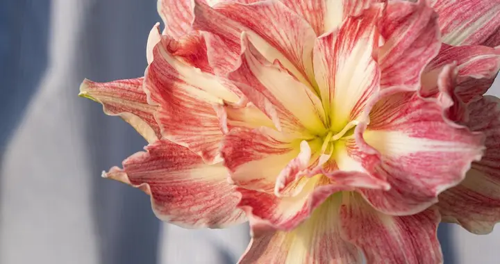 朱顶红冬季怎么修剪？避开3个“坑”，错1刀直接不开花！