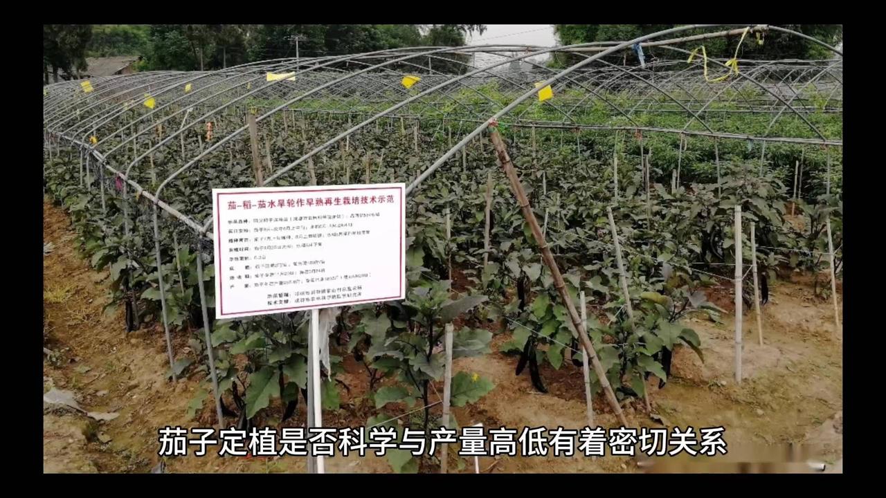 茄子高产种植经验（三）科学定植