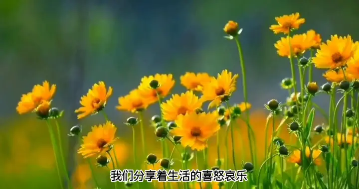 相遇在光与影的交织中，美不胜收