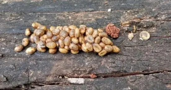 “猫屎咖啡”的丝滑奶香来自哪里？| 光锥读论文