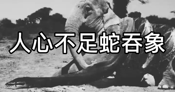“人心不足蛇吞象”中的“象”并不是大象，那它到底指的是什么？