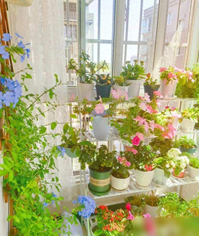 打死也不在家里养的3种花，花旺人不旺，别不当一回事！