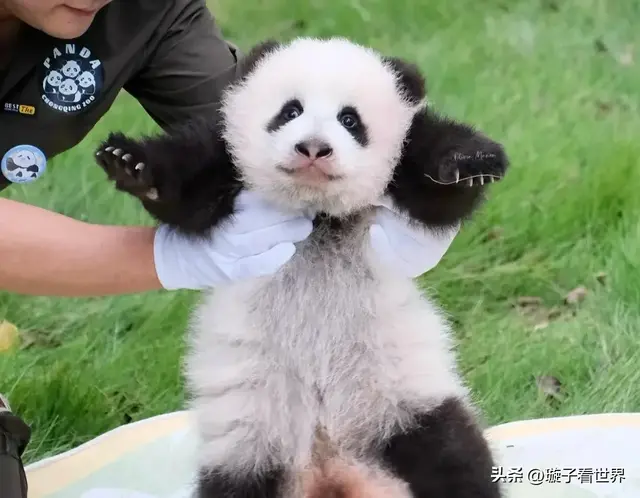 刷到奇三妹近况，直接傻眼，三妹长大的好快啊，虫洞新一代小辣椒