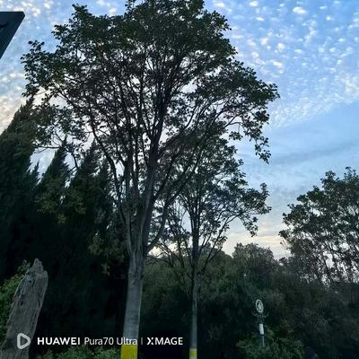 铁锤妹妹：今天是四月十二日，是北方难得一