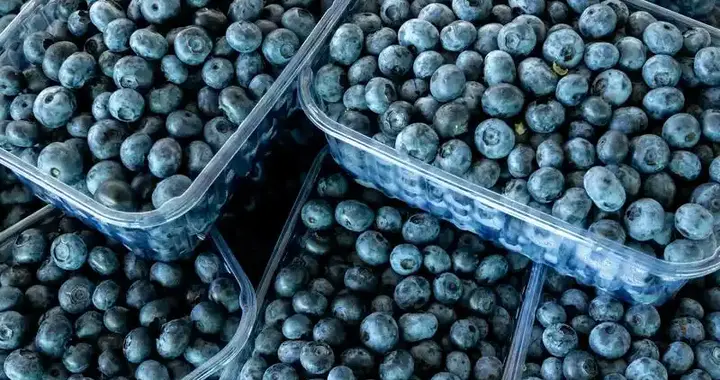 把蓝莓当消炎药吃？是食疗智慧还是健康误区？科学答案来了