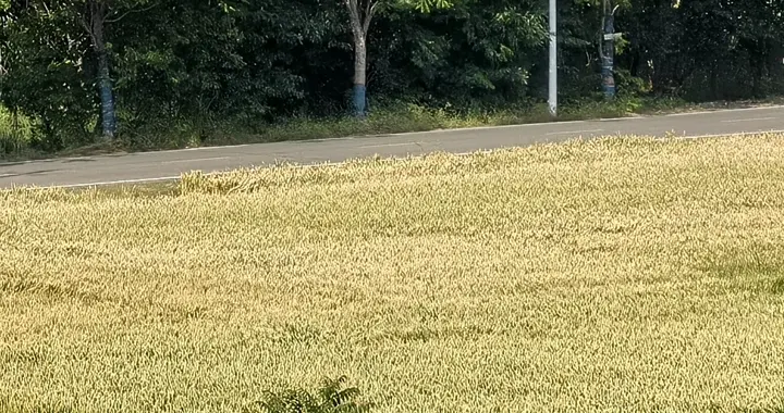 麦田，喂不饱谁的灵魂