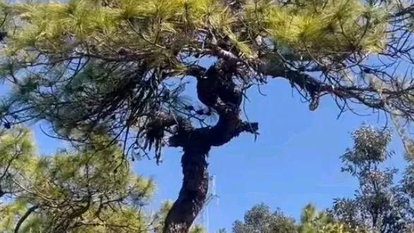 泥鳅小姐姐：这是一棵自然形成，非常适合于