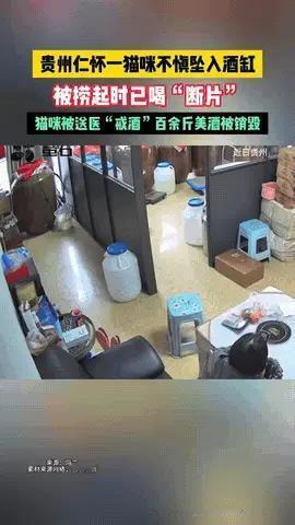小帅看琺：万万没想到！贵州，一小猫不小心