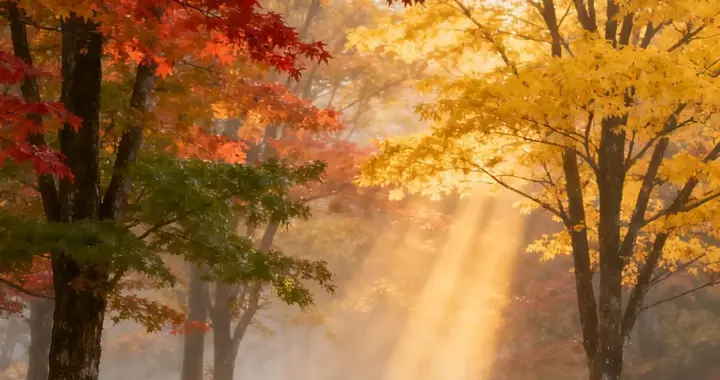 四季的褪色与落笔：湖水、残荷与枫林的色彩诗