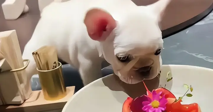法斗犬上桌嗅菜：老板砸桌道歉，狗主现身硬刚，双方系朋友的朋友