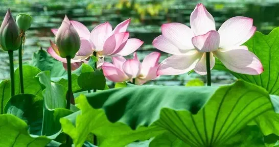 读神秀、惠能偈子有感：路还是要一步步走的