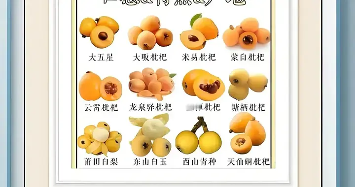 常见枇杷种类