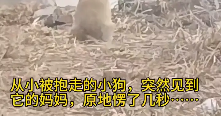 从小被抱走的小狗，突然见到它的妈妈，原地愣了几秒…