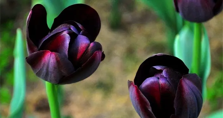 比炒鞋疯狂百倍！一朵花换一座庄园，人类首次超级泡沫