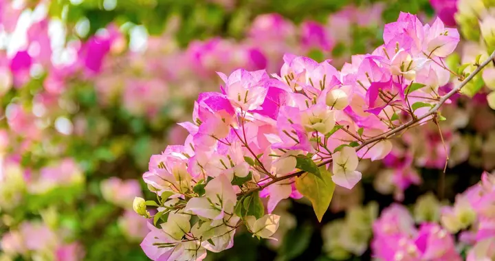 三角梅春天开花少？3个技巧让花苞蹭满枝