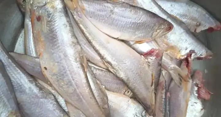 味道超级好的海鱼，一般人却不敢吃，原因居然是因为刺太多。