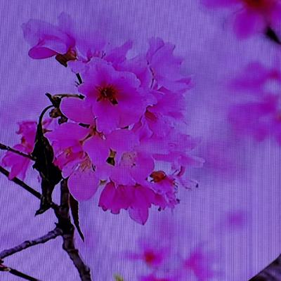 月正圆：今天是阴历二