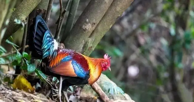 我花28万在大山里围了三座山头，5个月后，连裤衩都赔没了