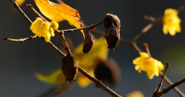 防治梅花缩叶病