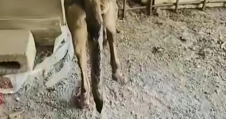 马犬遭洪水冲走失联十天，历尽艰险自行回家瘦成皮包骨