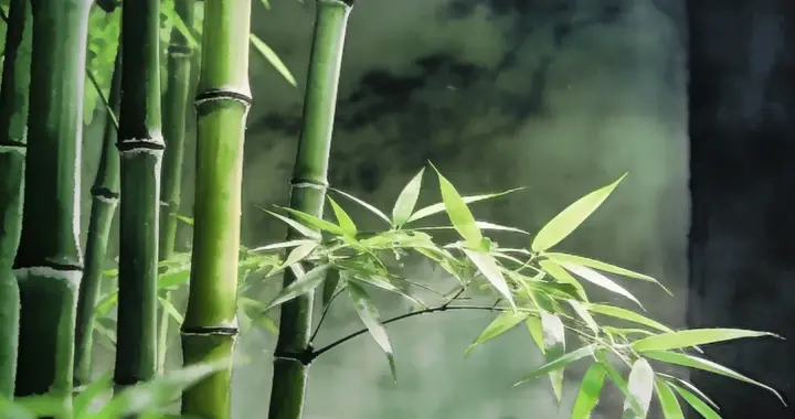 窗景四叠：一扇屏风，半卷竹影，几寸清寂