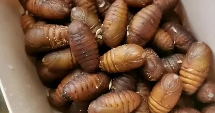 蚕蛹变废为宝！这款氨基酸肥料凭啥碾压传统有机肥？看完果断换！