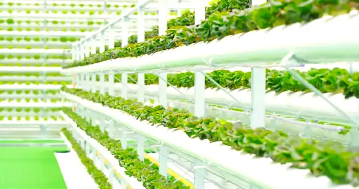 不用土壤也能种出好菜？无土栽培大揭秘！