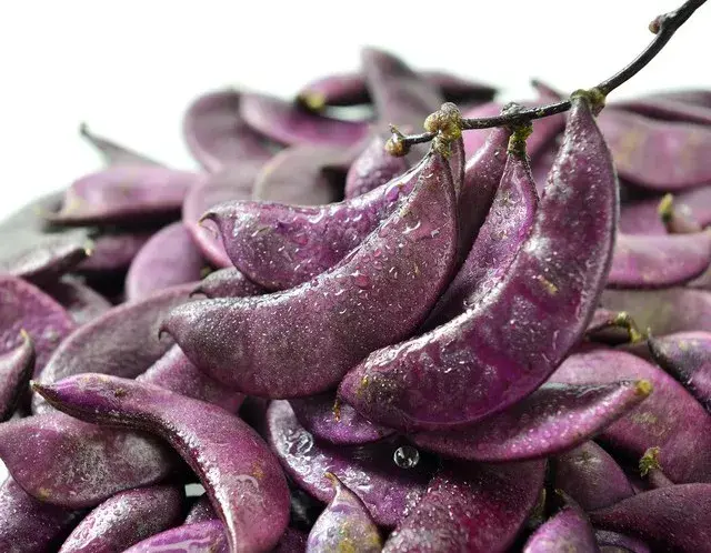 大多数人都不了解：扁豆不仅常见、好吃，还是一味很好的中药材。