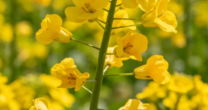 为啥现在很多小伙子，偏偏喜欢50岁以上的大妈？正常吗？