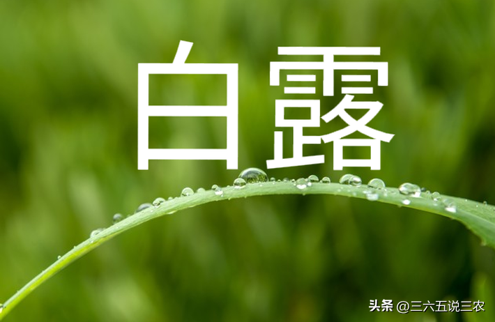 7号白露，老话“不怕秋老虎，最怕白露在尾”，今年白露在哪？有啥说法？ ...