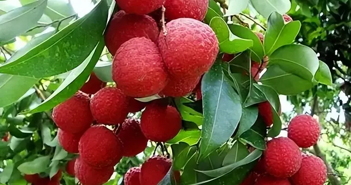 红颗真珠诚可爱——唐代咏荔枝诗赏析