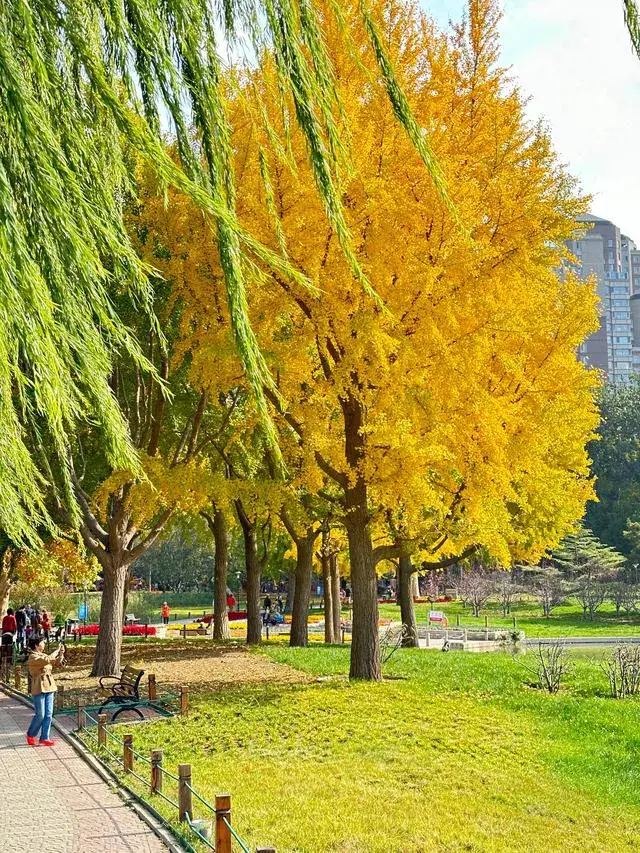 北京：大觉寺千年树王披“金甲”