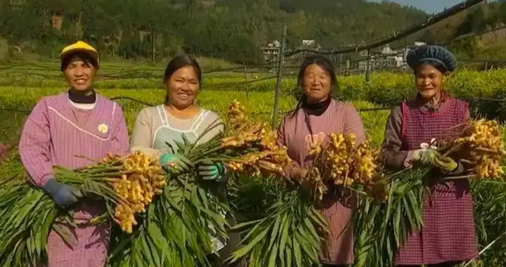 一块姜的前半生：从土坷垃到“姜山”，全靠春日巧耕耘
