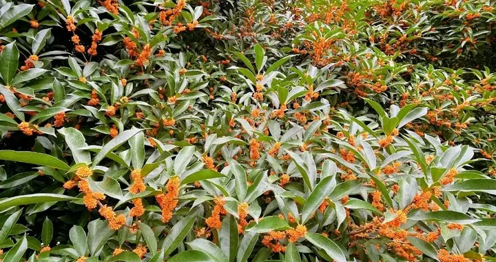 pong香！成都这片桂花林开爆了！公交半小时直达！