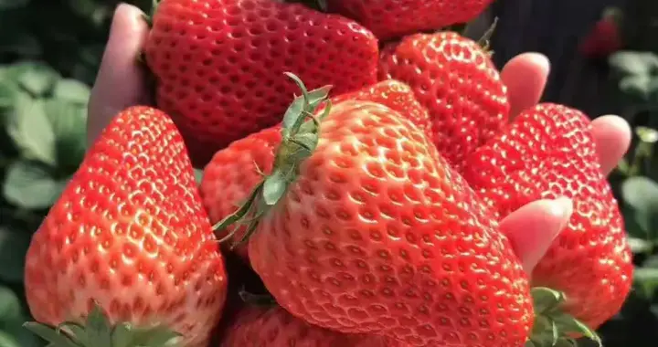 草莓品种大汇总：从日系到国产，一篇看懂！
