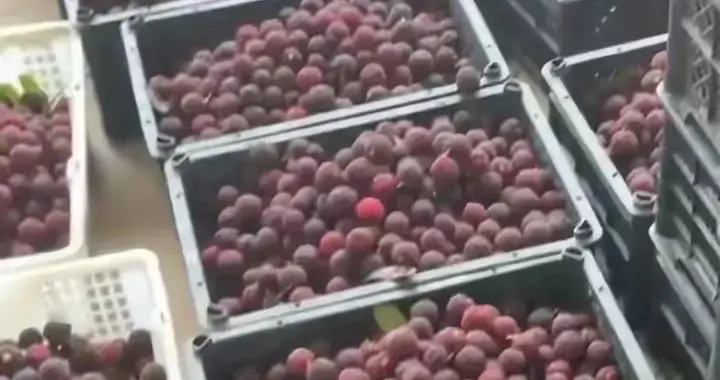 用化学药水泡杨梅这事，是底线彻底丢失的一幕