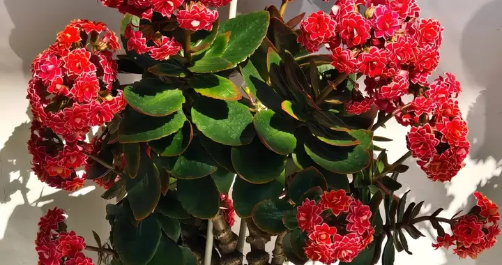 广东一大叔，长寿花养2年“成棒棒糖花树”，网友：梦中情花