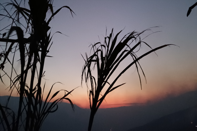 喊一声老张哥，我欲说还休