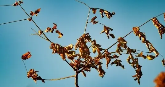 江苏升温却干到“起火花”？加湿器健康用法攻略来了