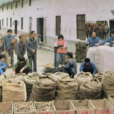 刀哥说茶：广通：茶马古道上的千年茶香，云